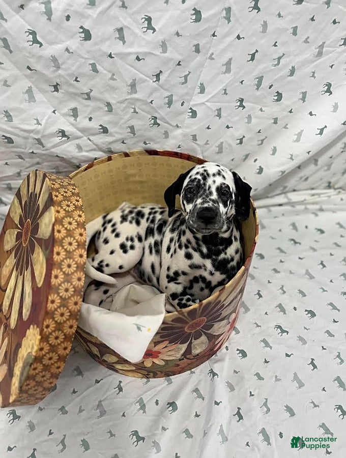 Dalmatian dogs Darla - Ad 2