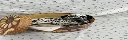 Dalmatian dogs for sale: Darla - Ad 2