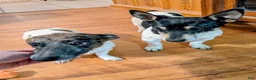 Teddy Roosevelt Terrier dogs for sale: DR JOHNNY - Ad 10