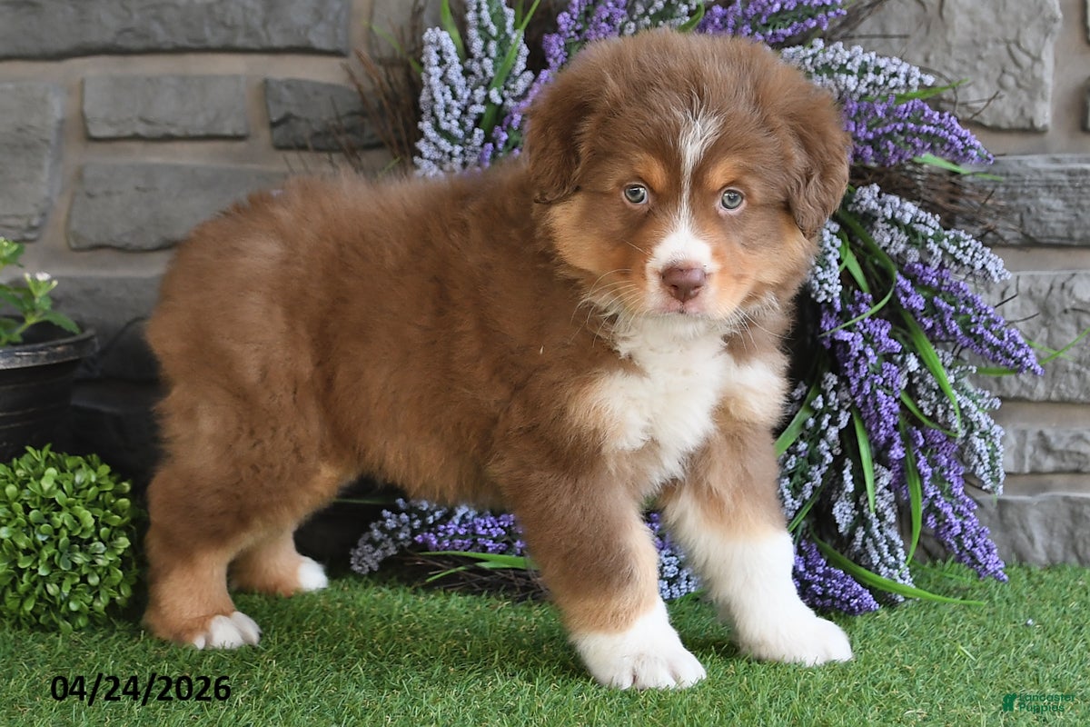 Australian Shepherd dogs Cody - Ad 2