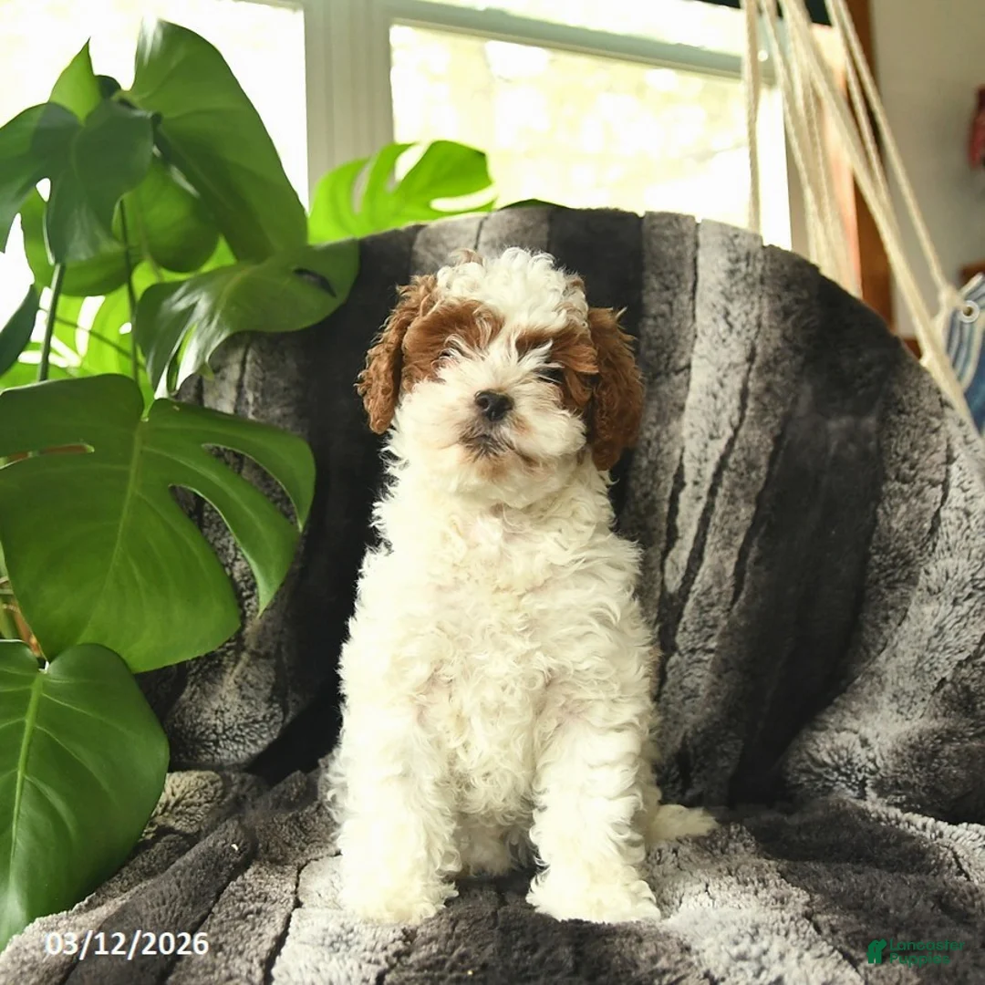 Mini Goldendoodle dogs for sale: Truffles - Ad 2