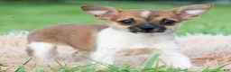 Chihuahua dogs for sale: Pascal - Ad 5