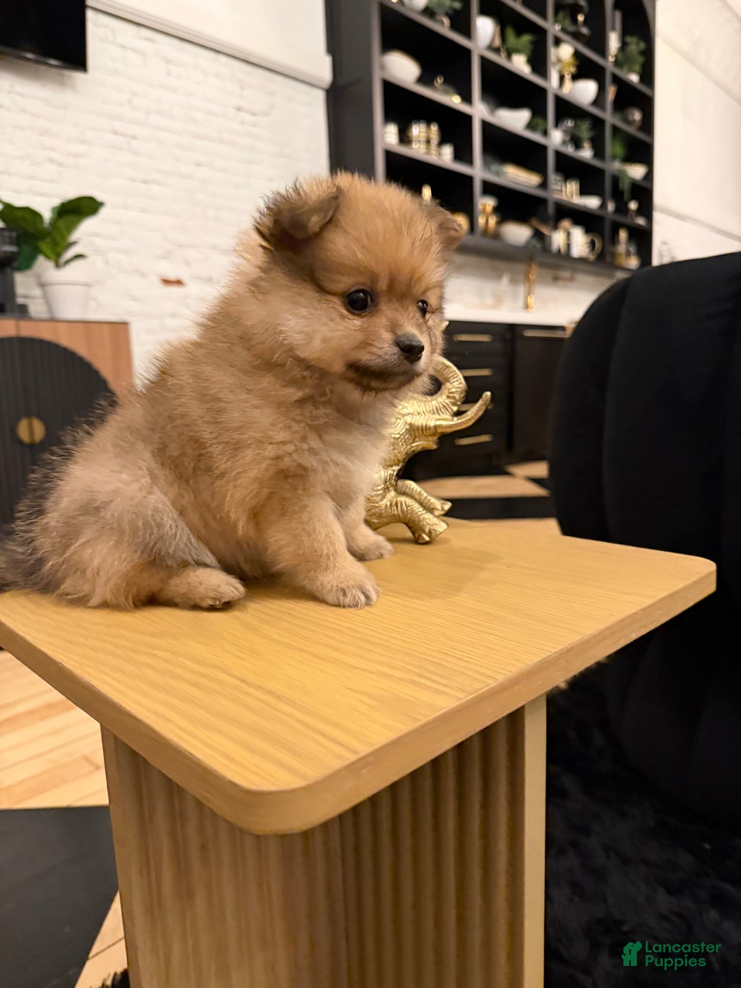 Pomeranian dogs for sale: Porscha - Ad 2