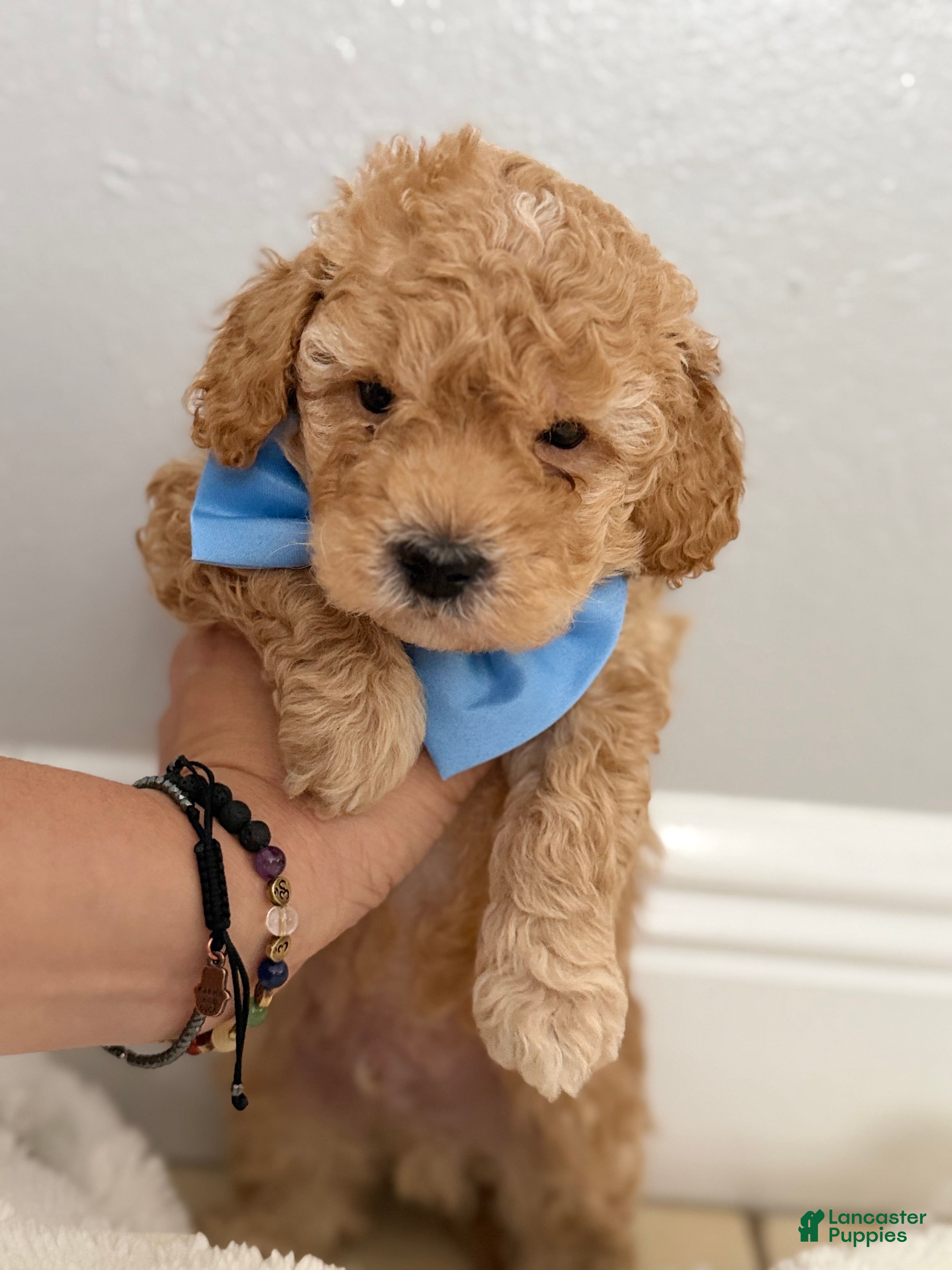 Mini Goldendoodle dogs Mini Goldendoodle Puppy 1 - Ad 8