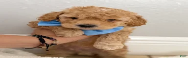 Mini Goldendoodle Puppy 1