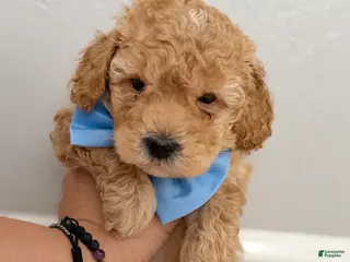 Mini Goldendoodle dogs Mini Goldendoodle Puppy 1 - Ad 8