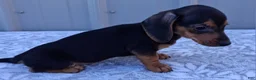 Miniature Dachshund dogs for sale: Eliza - Ad 5