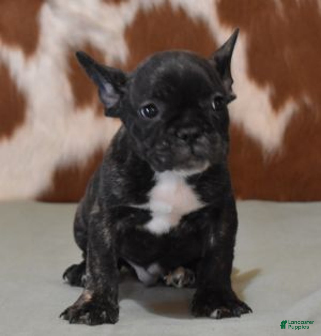 French Bulldog dogs for sale: CASH, BRINDLE MALE - Ad 2