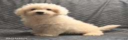 Bichon Frise dogs for sale: Fred - Ad 4