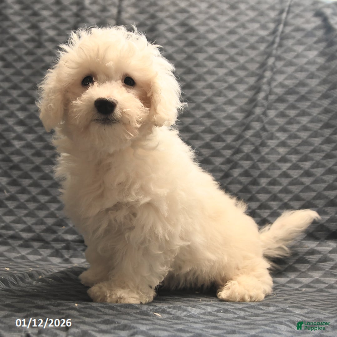 Bichon Frise dogs for sale: Fred - Ad 4
