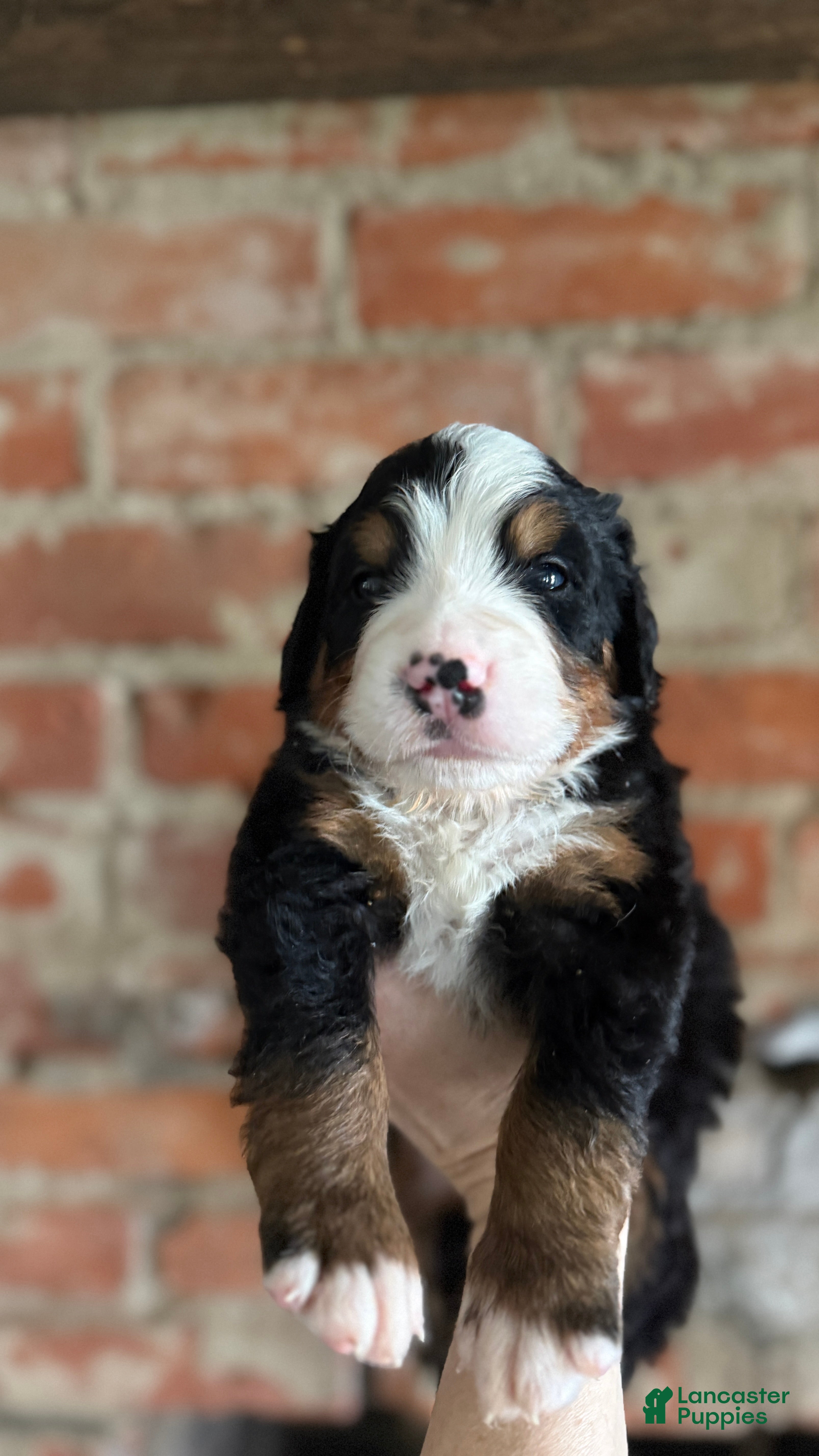Bernese Mountain Dog dogs Grey Boy - Ad 1