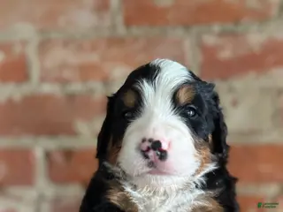 Bernese Mountain Dog dogs for sale: Grey Boy - Ad 3