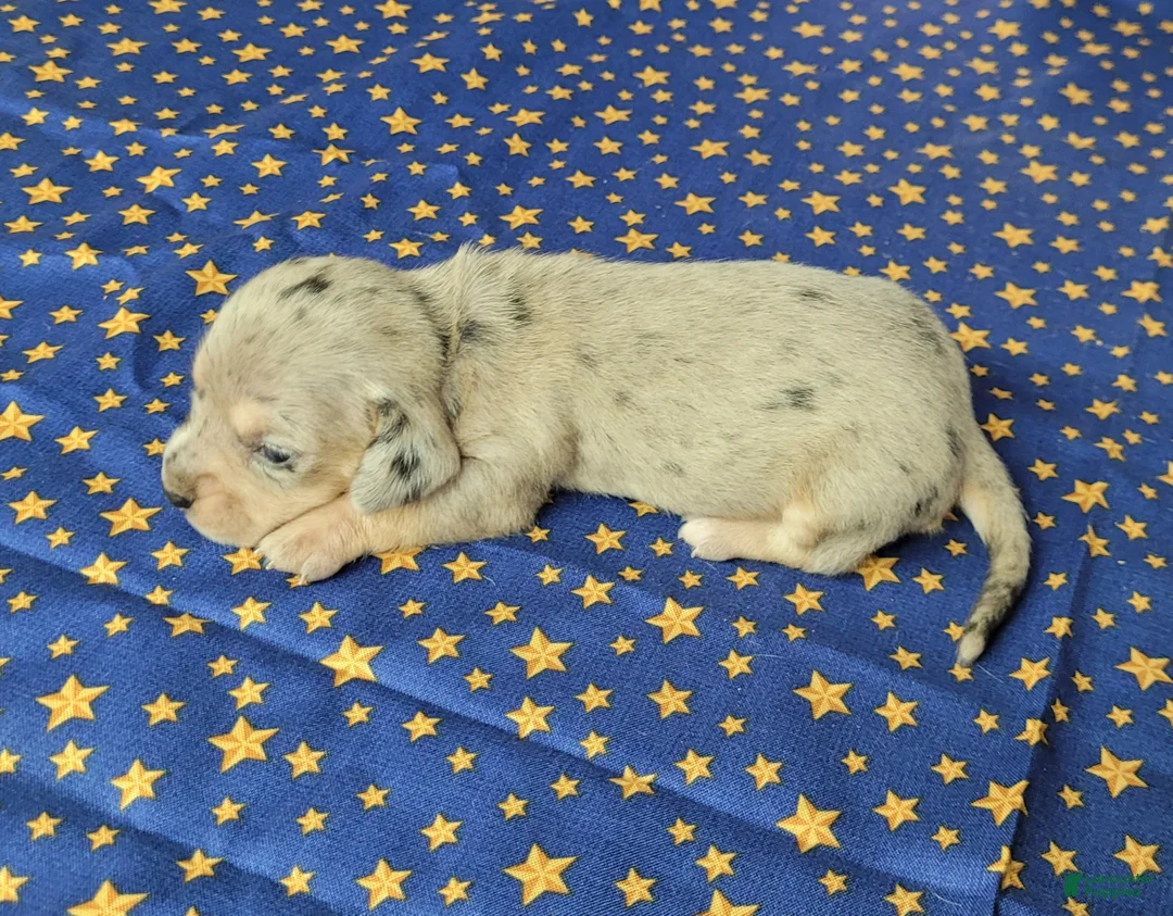 Miniature Dachshund dogs for sale: AKC Lexi Dapple female - Ad 2