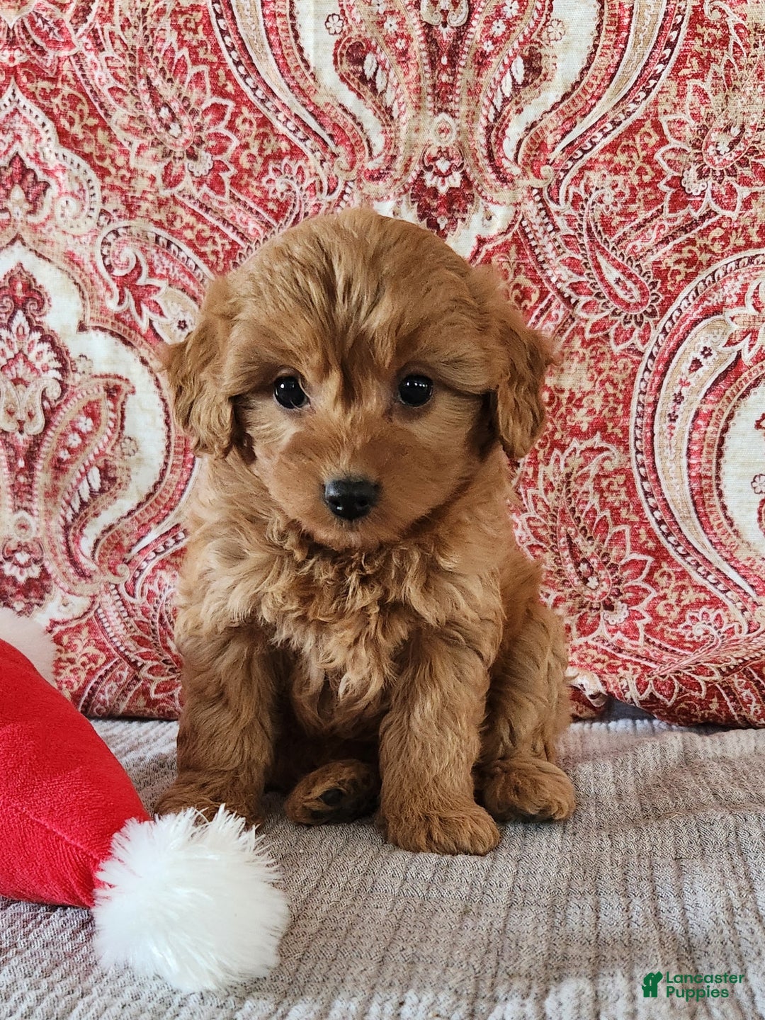 Mini Goldendoodle dogs for sale: Kim - Ad 2