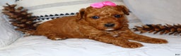 Miniature Poodle dogs for sale: Mahayla - Ad 2