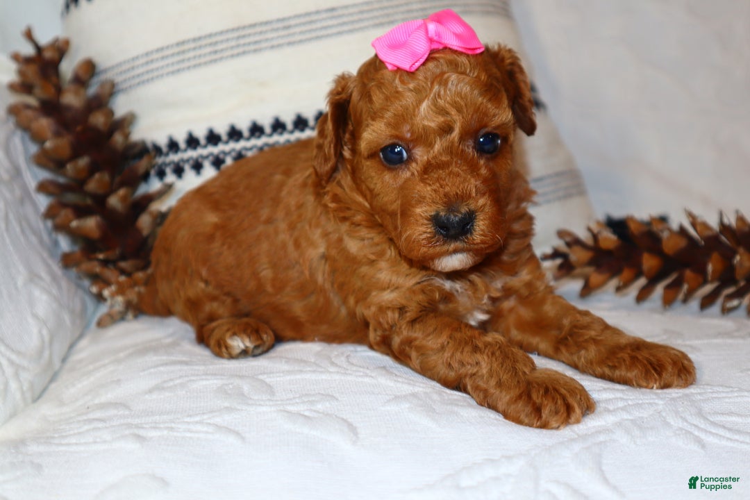 Miniature Poodle dogs for sale: Mahayla - Ad 2