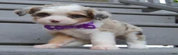 Mini Aussiedoodle dogs for sale: Mini Aspen - Ad 5