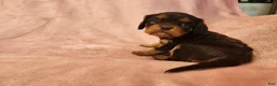 Cavalier King Charles Spaniel dogs for sale: Pearl - Ad 3