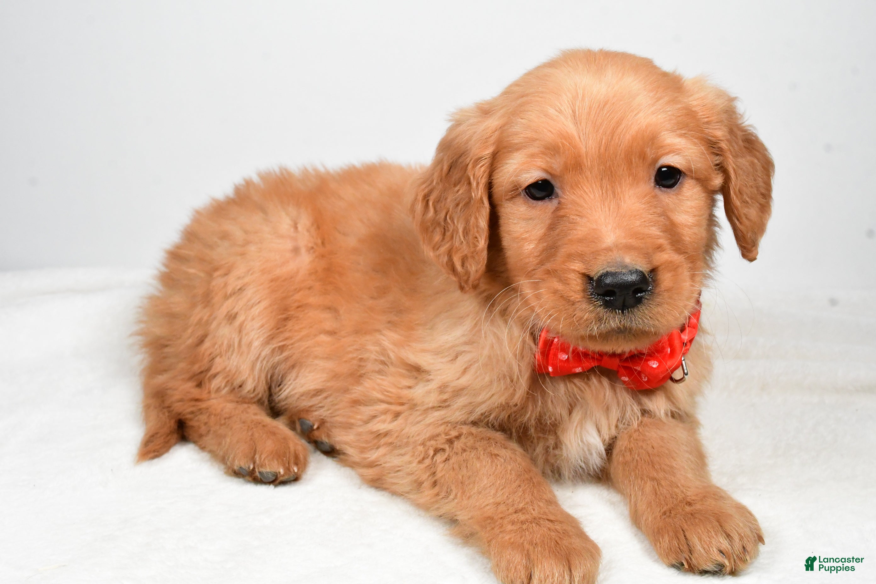 Golden Retriever dogs Keith - Ad 26