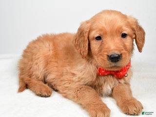 Golden Retriever dogs Keith - Ad 26