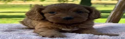 Cavapoo dogs for sale: Ruby - Ad 5