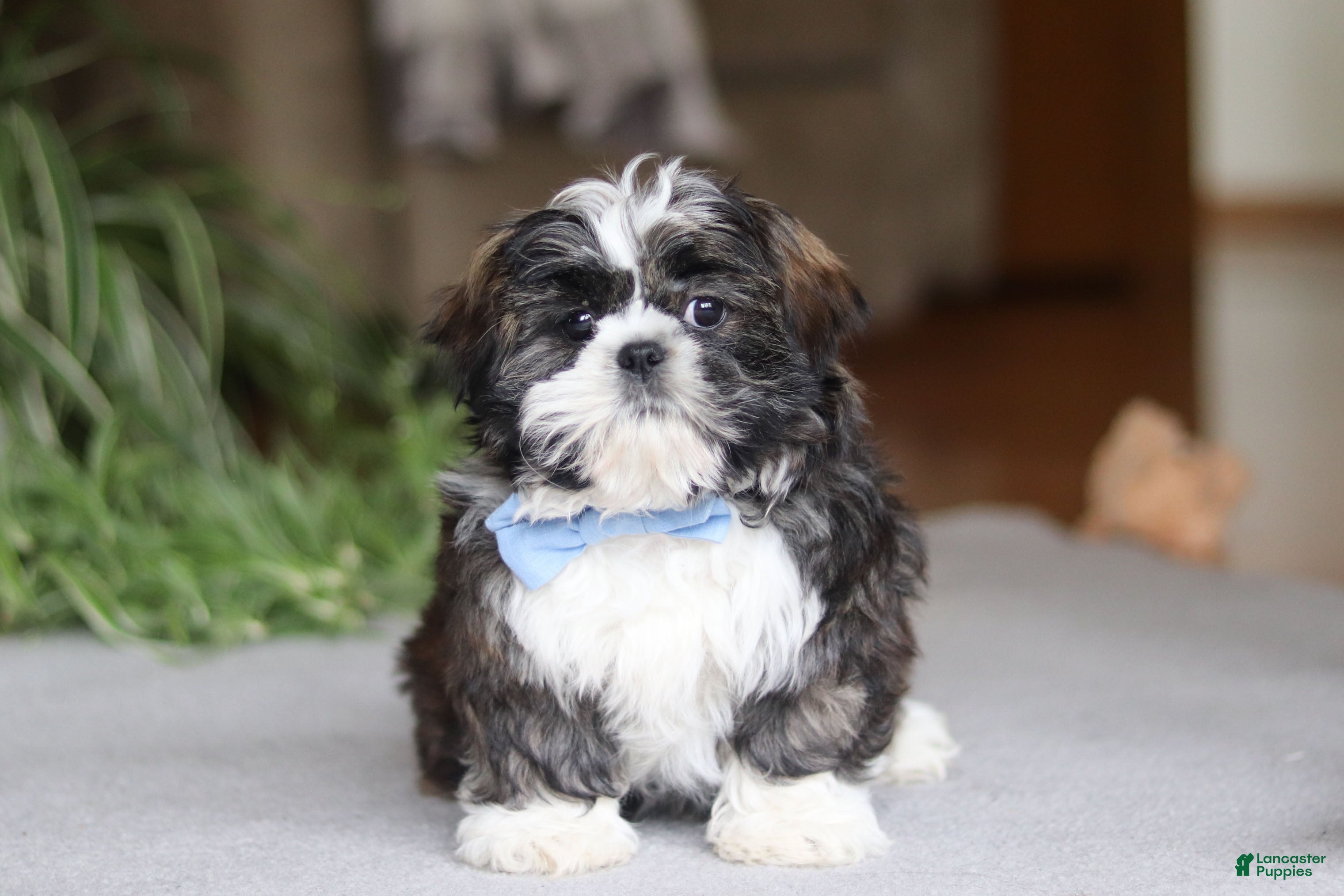 Shih Tzu dogs Charles - Ad 2