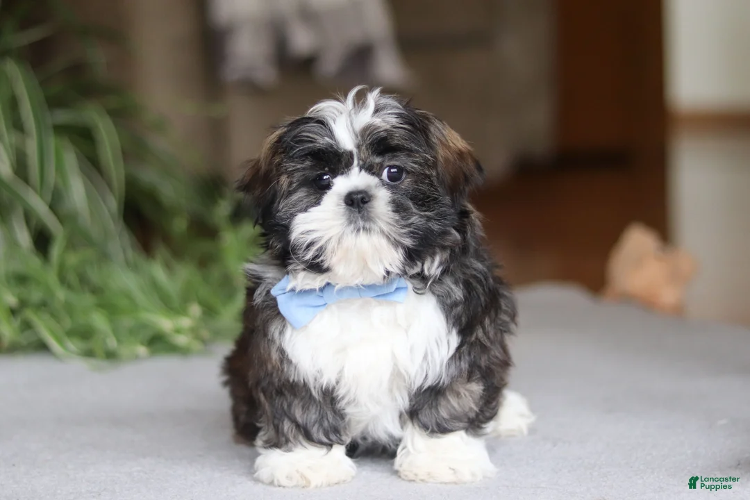 Shih Tzu dogs for sale: Charles - Ad 2
