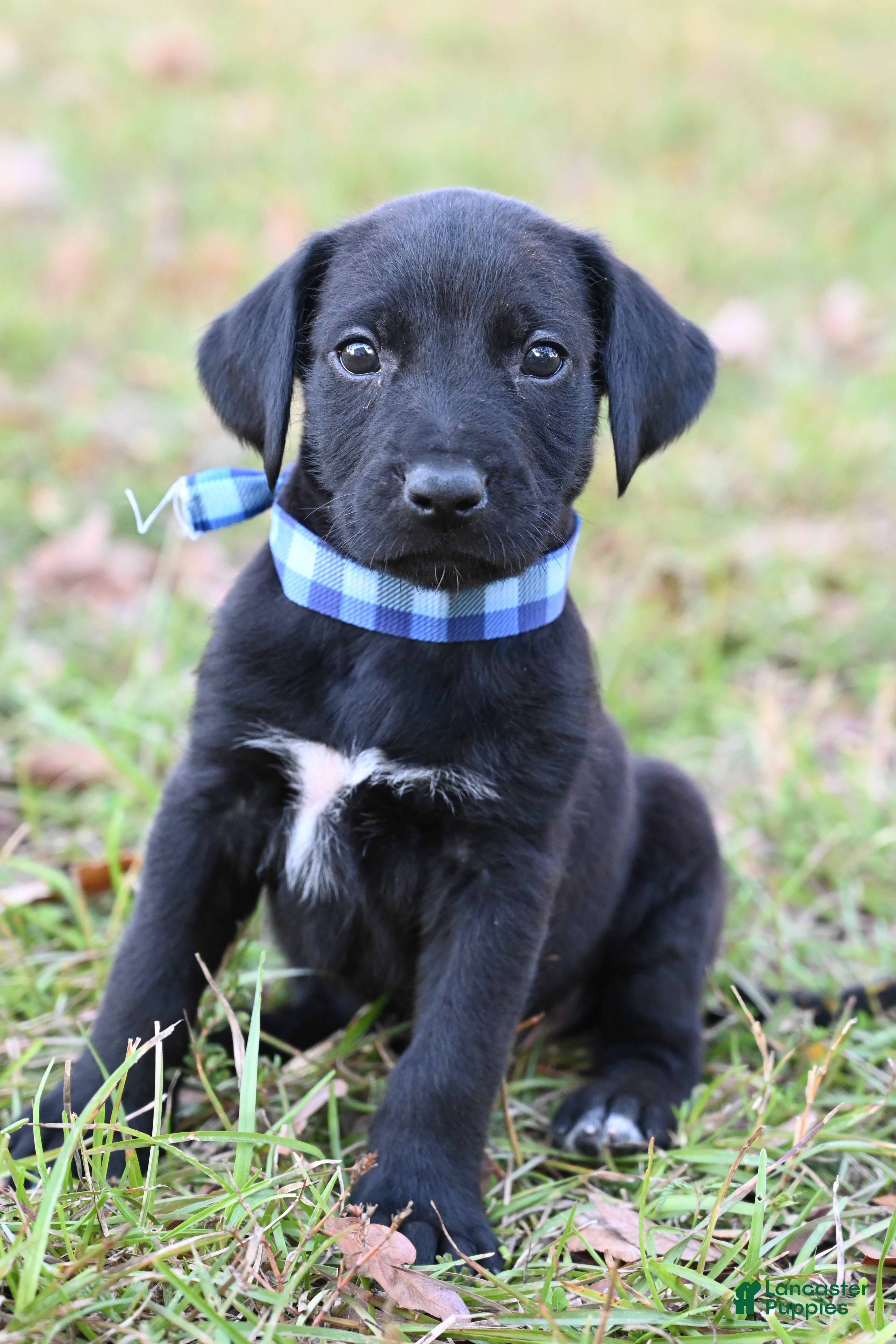 Mixed Breed dogs Puppy 4 - Ad 26