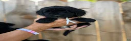 Mixed Breed dogs for sale: Mixed Breed 5 - Ad 4