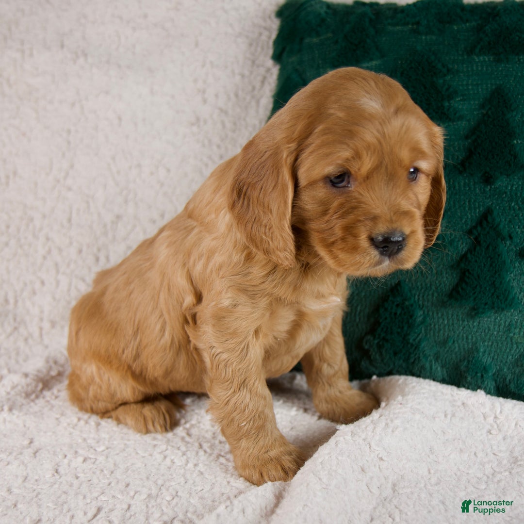 Mixed Breed dogs for sale: Max - Ad 6