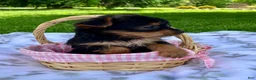 Yorkshire Terrier dogs for sale: Amelia  - Ad 6
