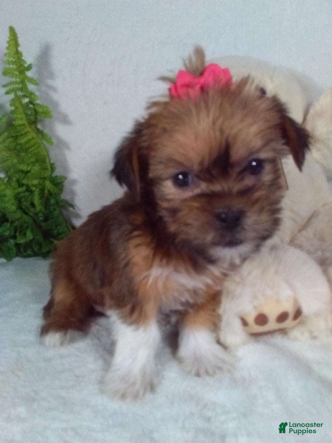 Shorkie dogs for sale: Gracie - Ad 4