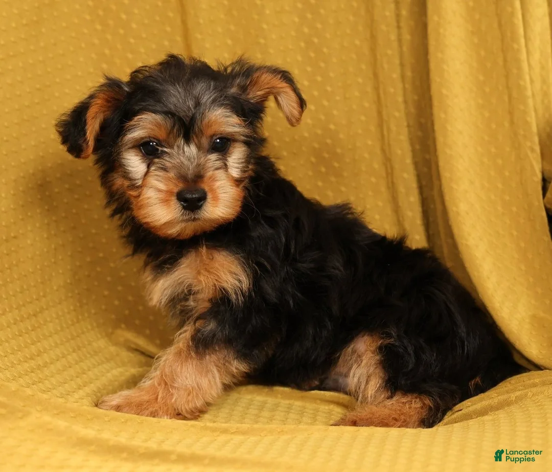 Yorkiepoo dogs for sale: Max - Ad 2