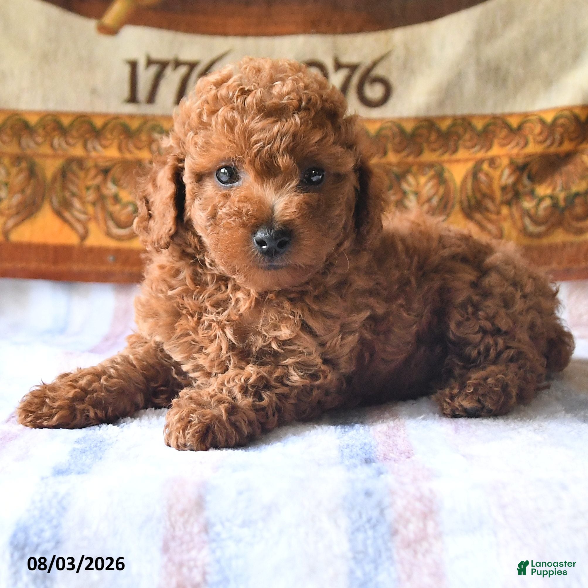 Toy Poodle dogs Andrew - Ad 2