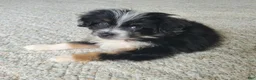 Mini Aussiedoodle dogs for sale: Peanut  - Ad 2