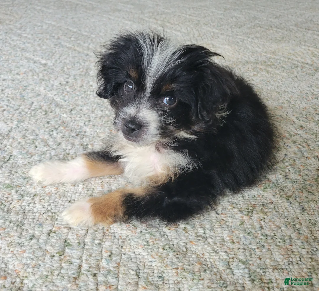 Mini Aussiedoodle dogs for sale: Peanut  - Ad 2