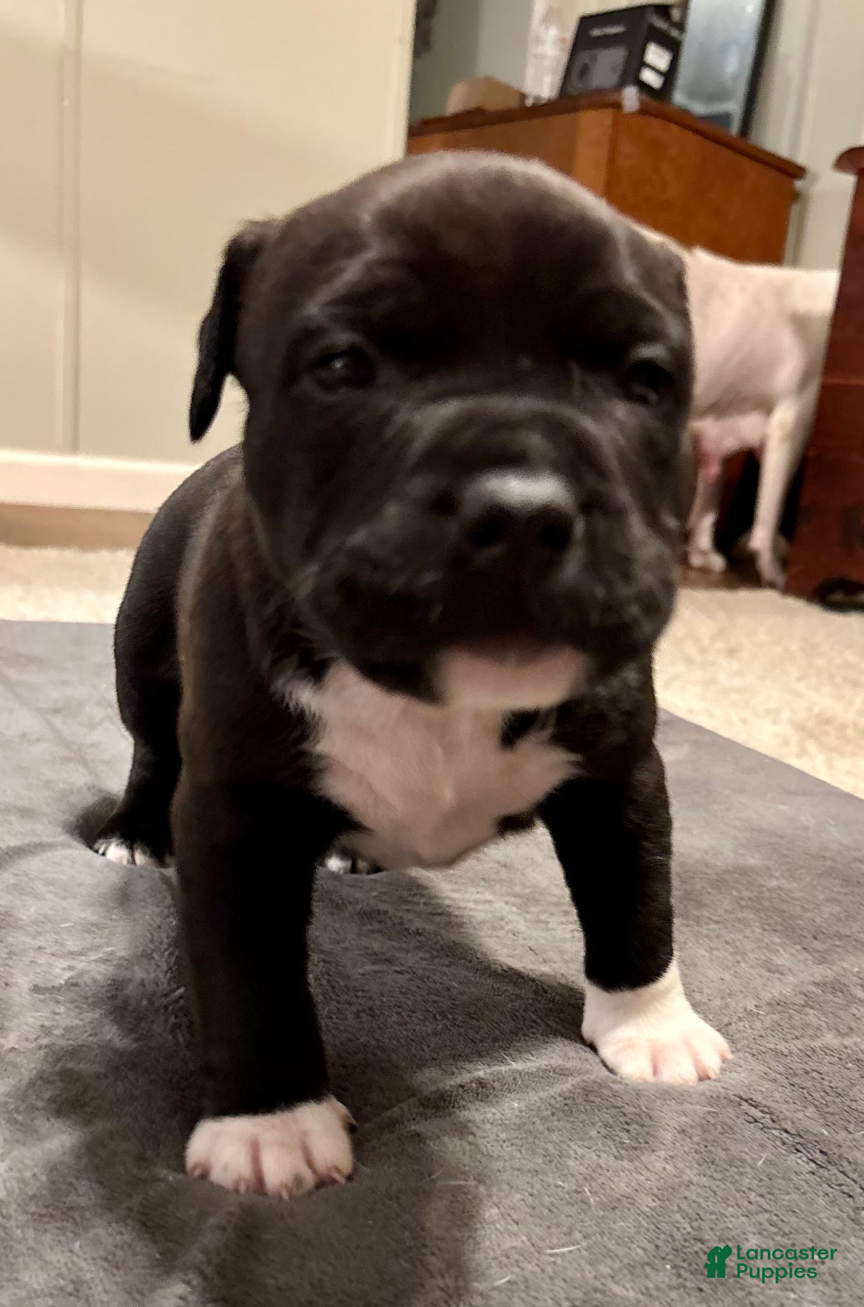 American Bully dogs Choco Loco - Ad 1