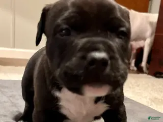 American Bully dogs for sale: Choco Loco - Ad 2