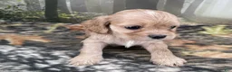 Cockalier dogs for sale: Cockalier 2 - Ad 3