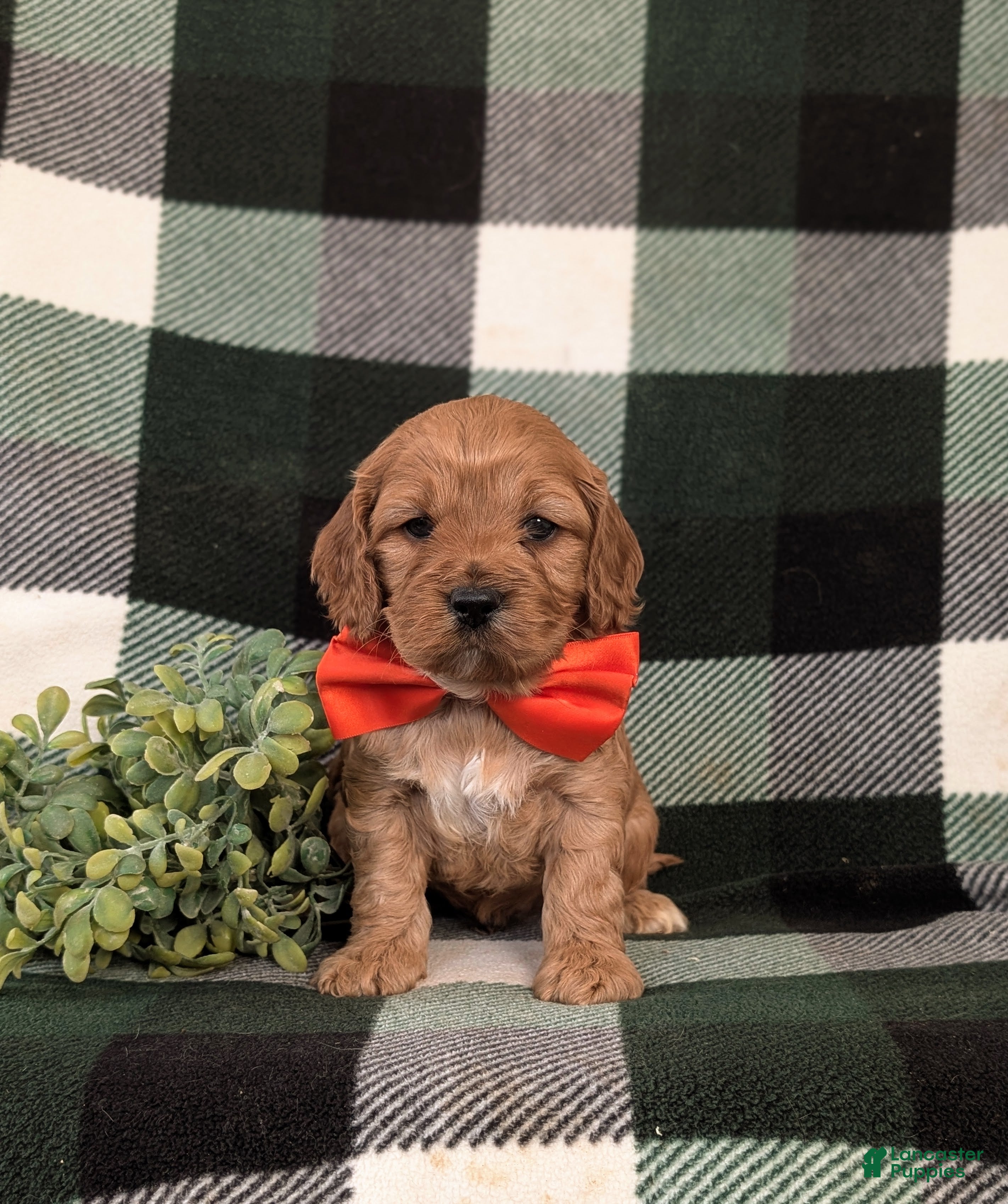 Cockapoo dogs Doyle - Ad 2