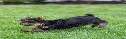 Yorkshire Terrier dogs for sale: Willy Yorkshire Terrier Puppy  - Ad 5