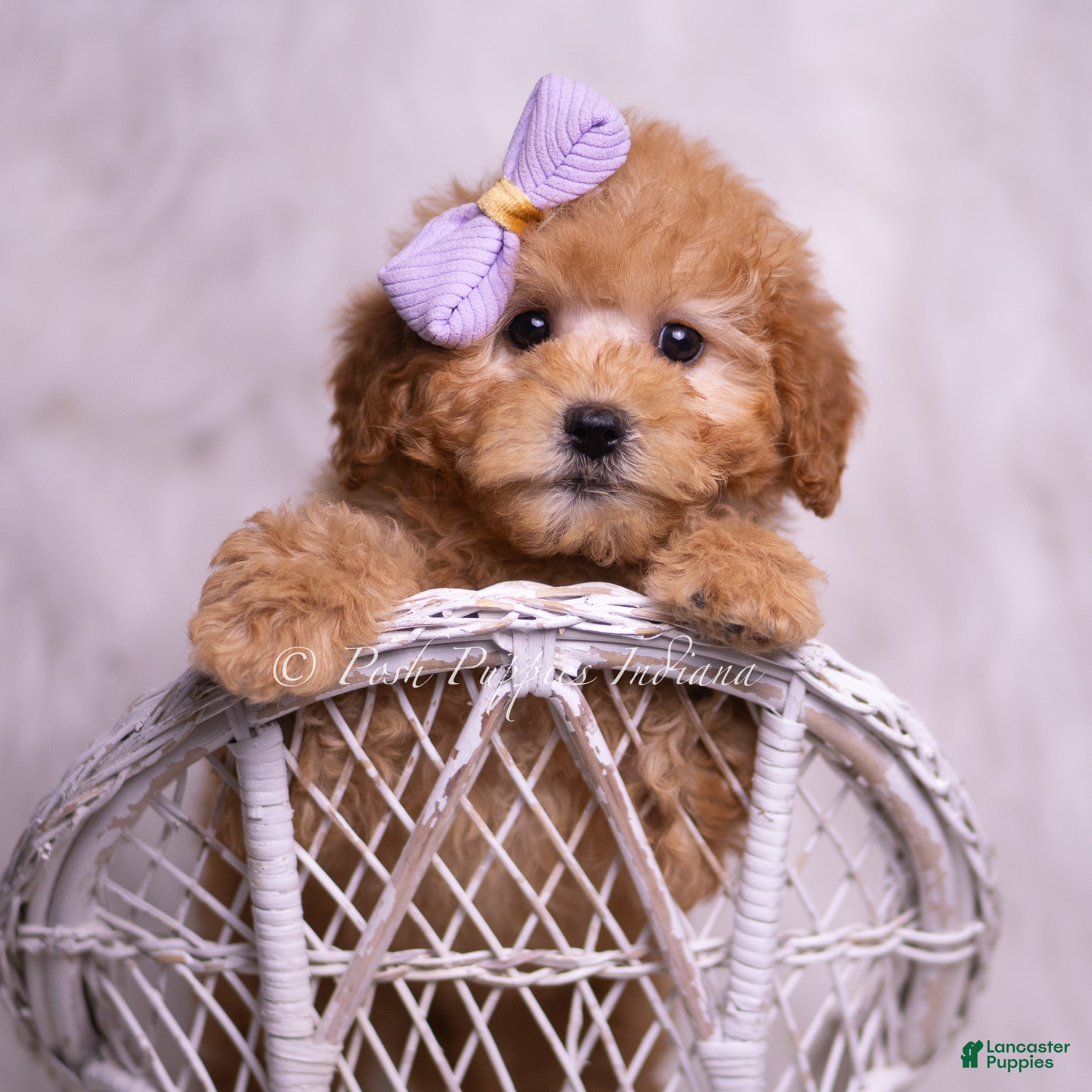 Mini Goldendoodle dogs Gentry - Ad 22
