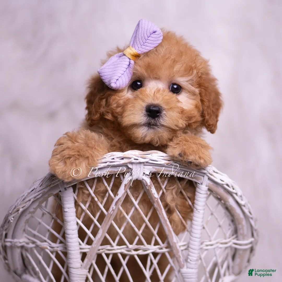 Mini Goldendoodle dogs for sale: Gentry - Ad 1
