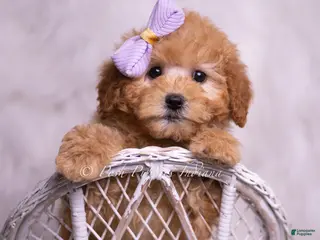 Mini Goldendoodle dogs Gentry - Ad 22