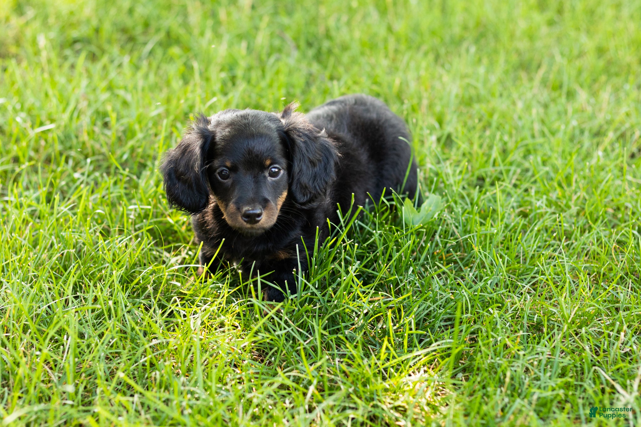 Miniature Dachshund dogs Bella  - Ad 14