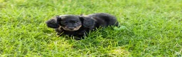 Miniature Dachshund dogs for sale: Bella  - Ad 1