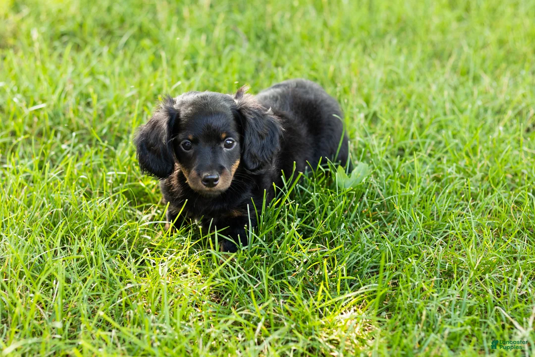 Miniature Dachshund dogs for sale: Bella  - Ad 1