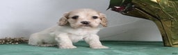 Cocker Spaniel dogs for sale: Kody - Ad 6