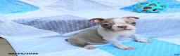 Boston Terrier dogs for sale: Roland - Ad 9