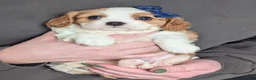 Cavalier King Charles Spaniel dogs for sale: Kody - Ad 17